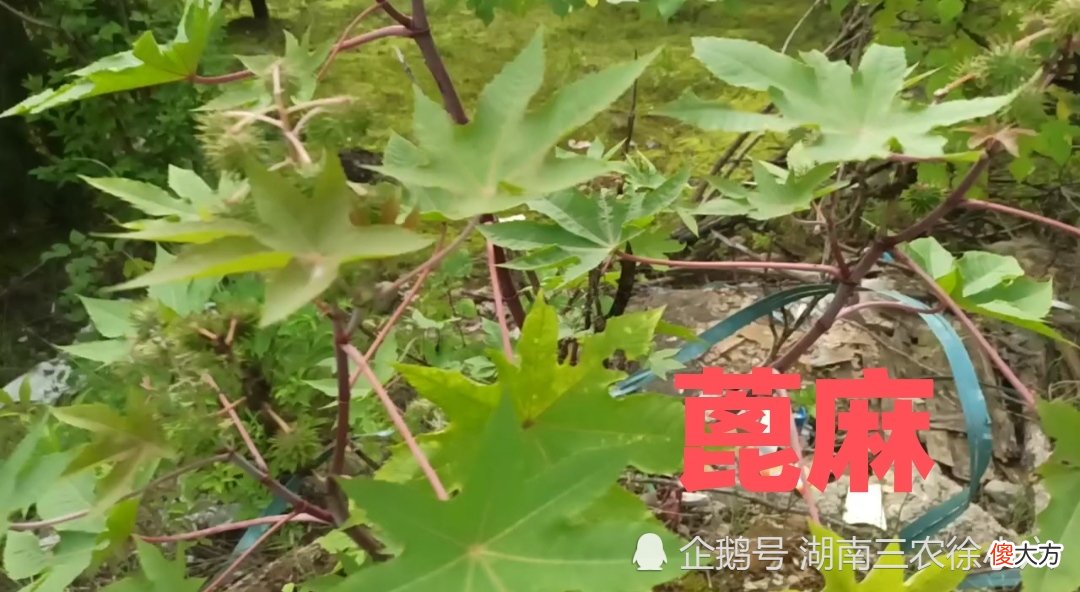 这种植物千万别乱吃,小孩吃2粒可以中毒,成人吃20可以至死
