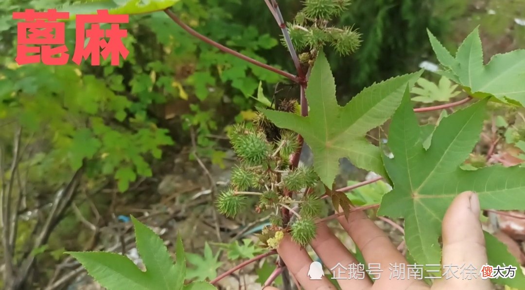 这种植物千万别乱吃,小孩吃2粒可以中毒,成人吃20可以至死