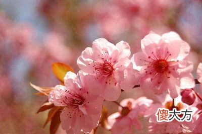 出生日期看你属于哪类桃花