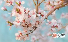 八字 催婚、催丁、催桃花秘法