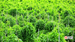 一味药脾、肺、肾皆可补，大人小孩都能吃，健脾胃、辅助降血糖