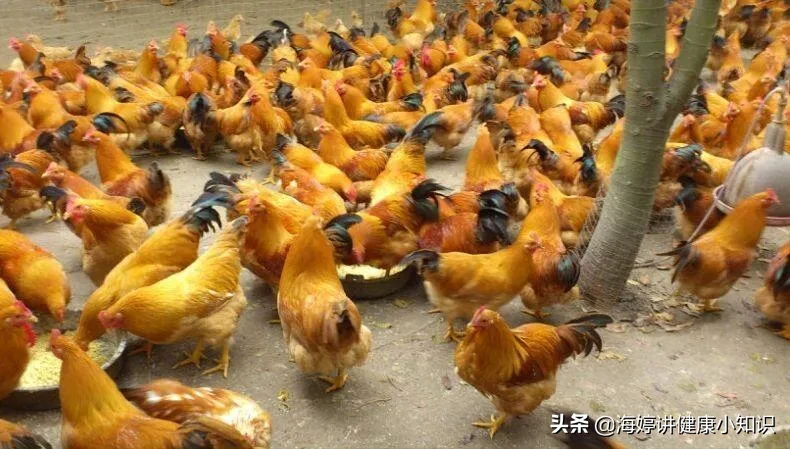 一方水土养一方人,南有乔木，北有灌丛。相信每一地方都有自己家乡的特产，现在