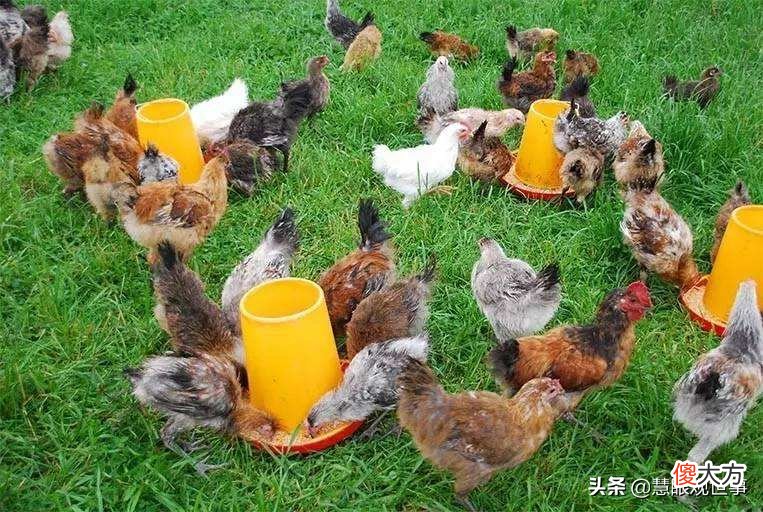 你知道这些动物吗？119.金阳丝毛鸡