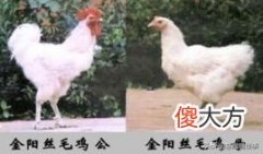 你知道这些动物吗？119.金阳丝毛鸡