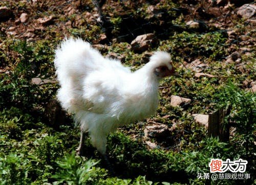 你知道这些动物吗？119.金阳丝毛鸡