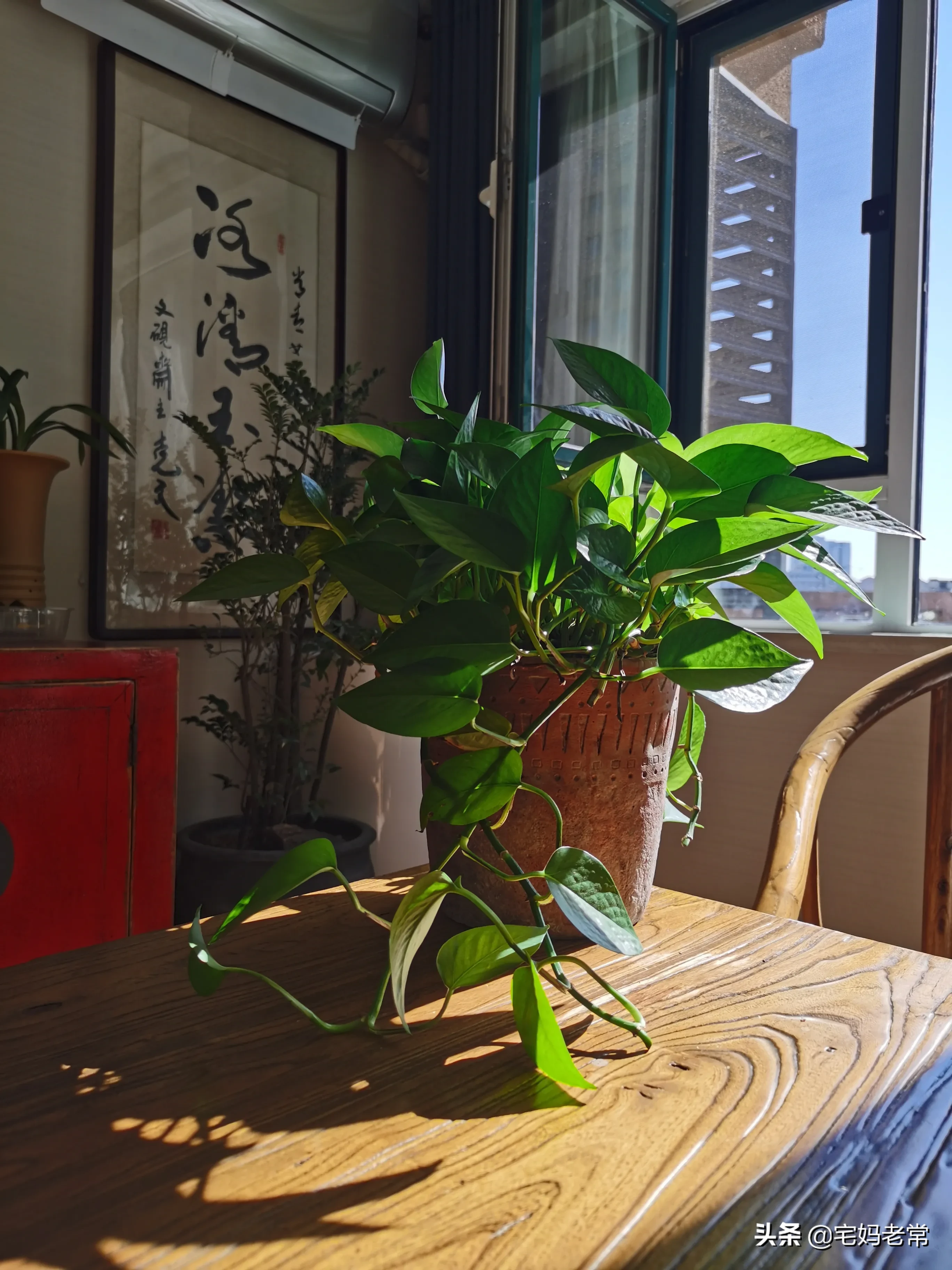 今天把北屋的绿萝搬到客厅晒晒太阳，北方的入冬也从供暖开始，尽管现在只是低温运行