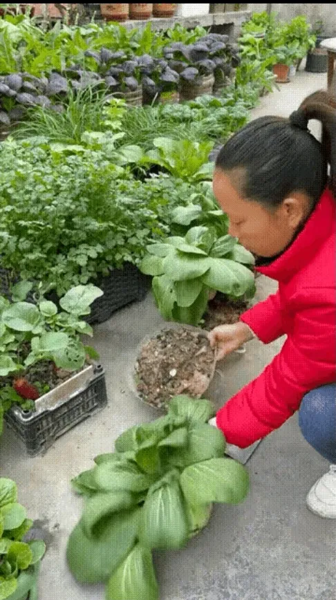 近日，在广东东莞，一网友上传了一女子在自家楼顶上种了很多蔬菜的视频