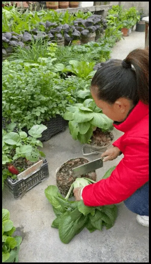近日，在广东东莞，一网友上传了一女子在自家楼顶上种了很多蔬菜的视频