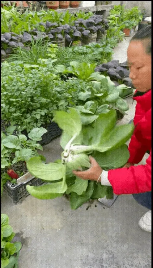 近日，在广东东莞，一网友上传了一女子在自家楼顶上种了很多蔬菜的视频