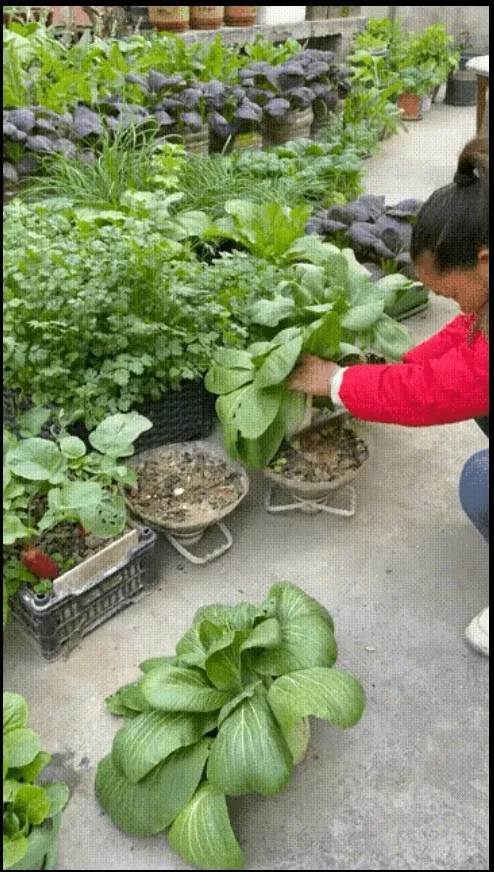 近日，在广东东莞，一网友上传了一女子在自家楼顶上种了很多蔬菜的视频