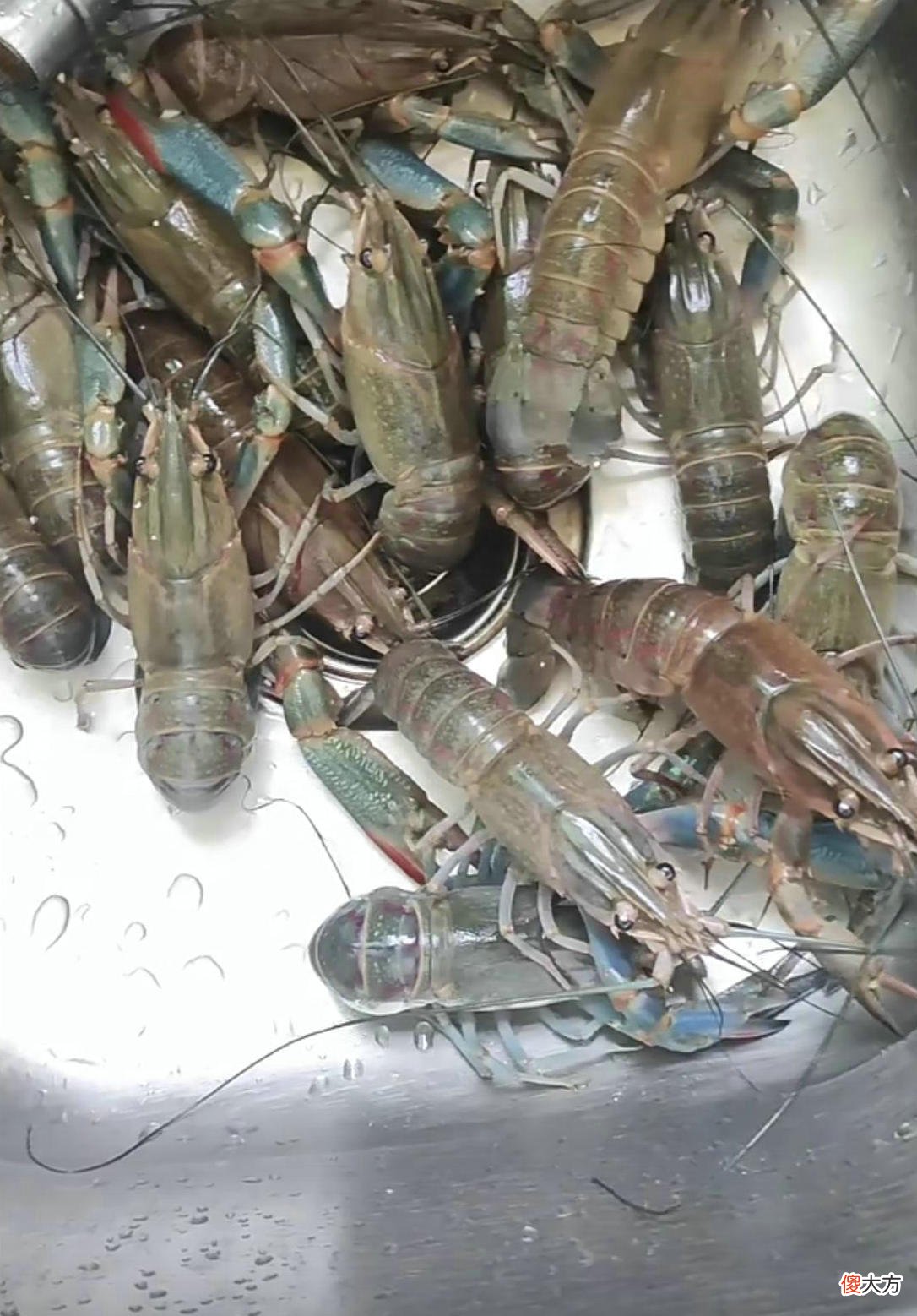 广东一水库出现许多彩色大虾，钓鱼人：多得很，但很难钓起来