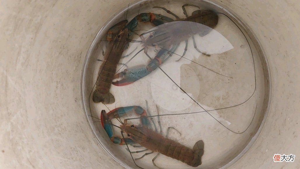 广东一水库出现许多彩色大虾，钓鱼人：多得很，但很难钓起来