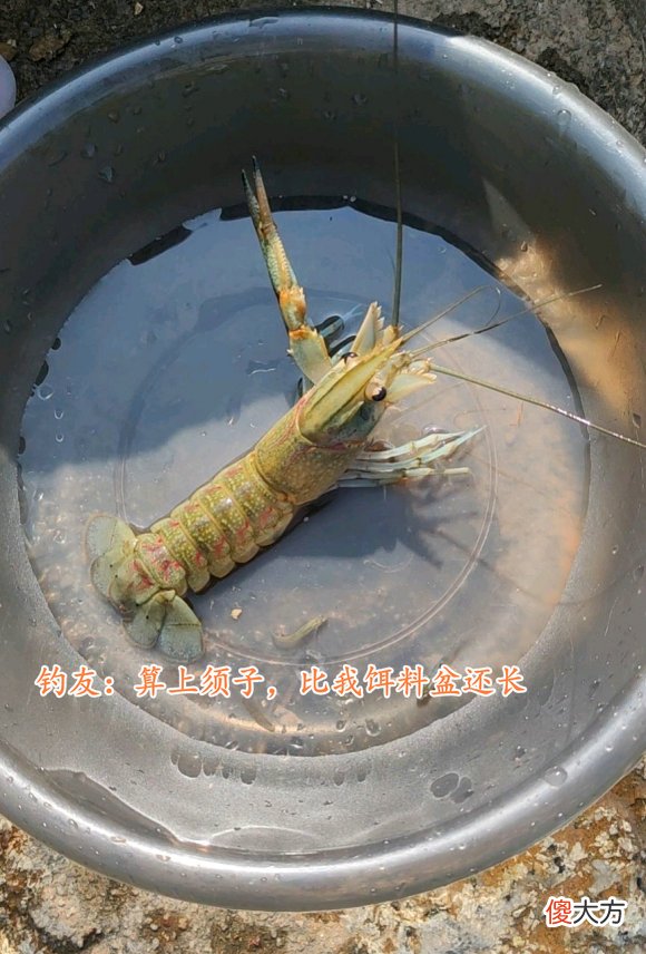 广东一水库出现许多彩色大虾，钓鱼人：多得很，但很难钓起来