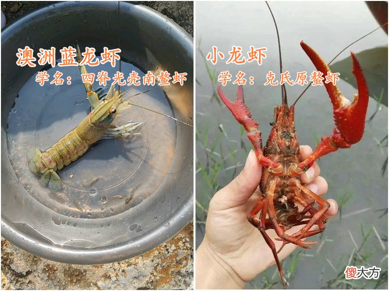 广东一水库出现许多彩色大虾，钓鱼人：多得很，但很难钓起来