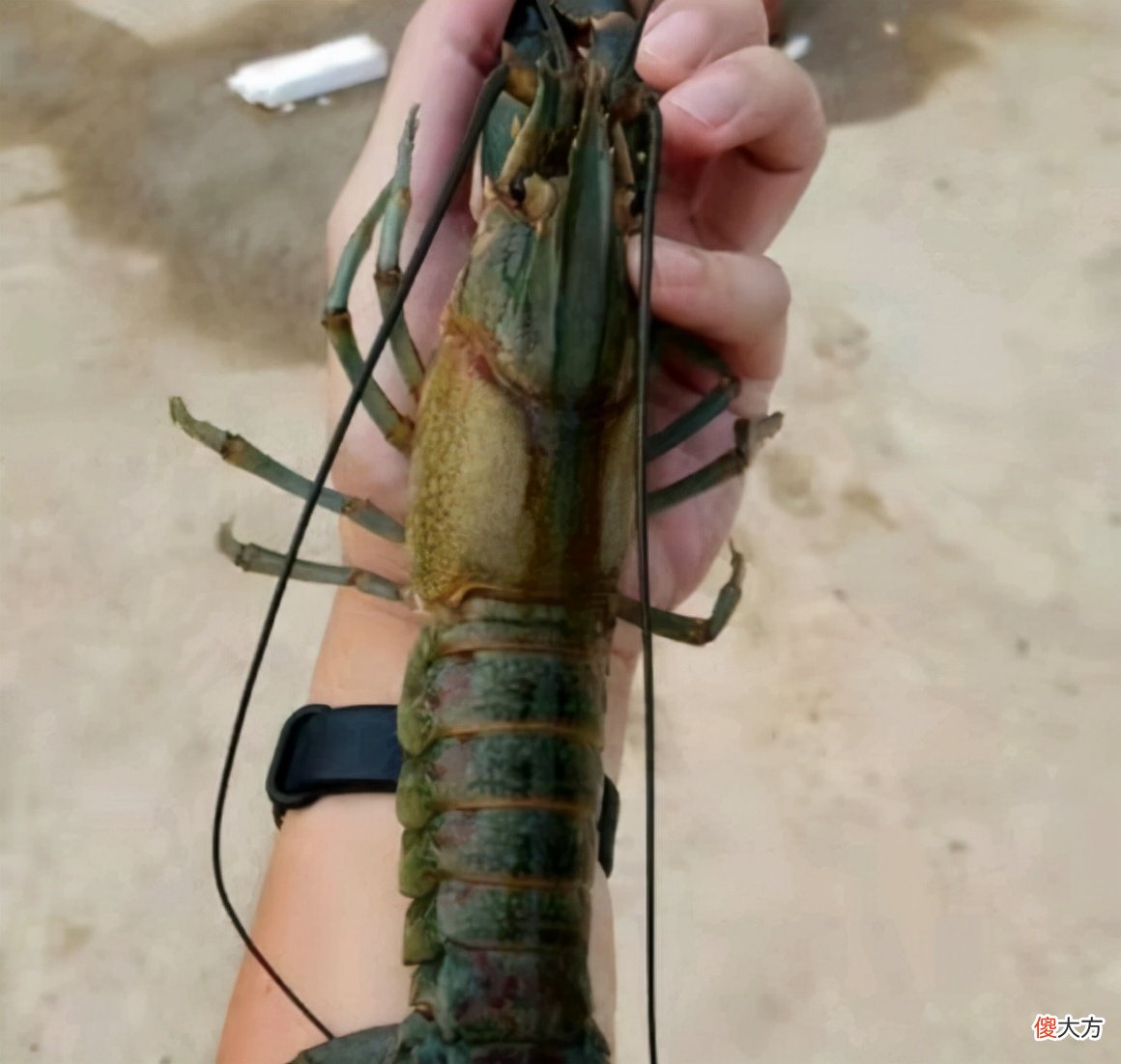 广东一水库出现许多彩色大虾，钓鱼人：多得很，但很难钓起来