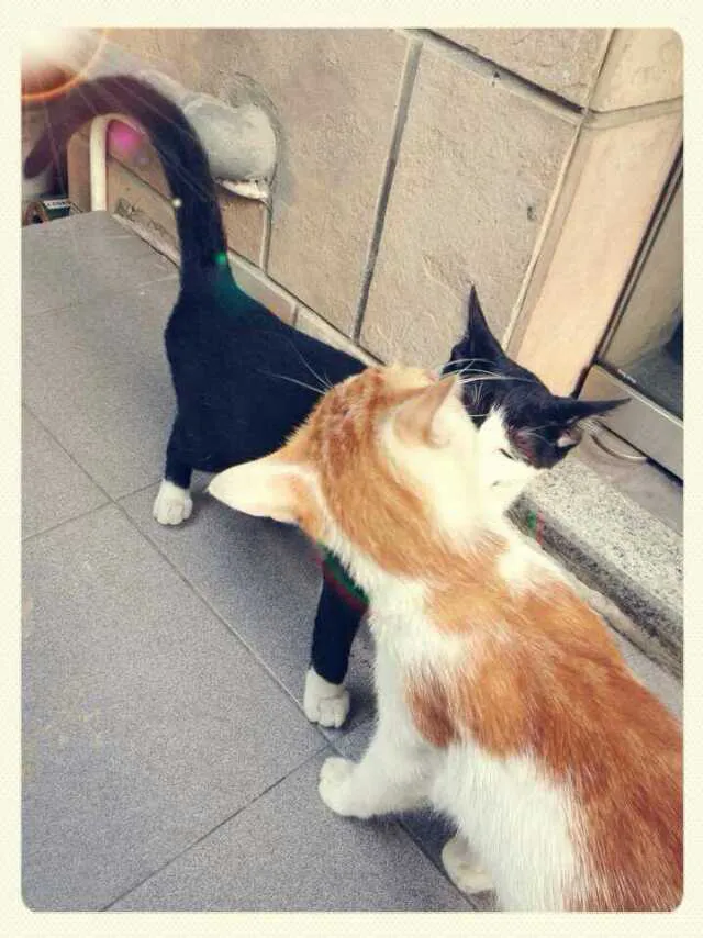 纪念去了喵星的黄黄