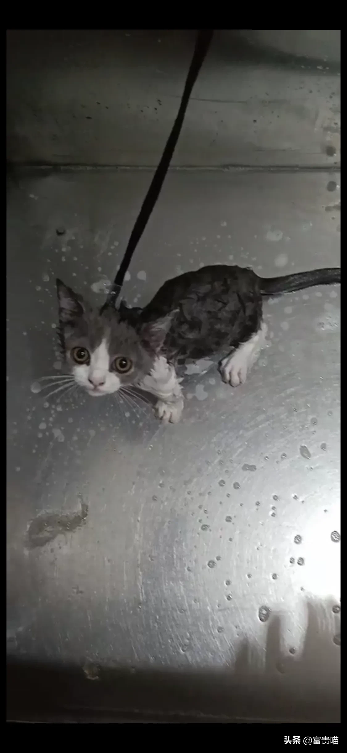 多久给猫咪洗一次澡猫咪洗澡攻略 快来看，这有一只爱玩水的猫，他居然爱上了洗澡