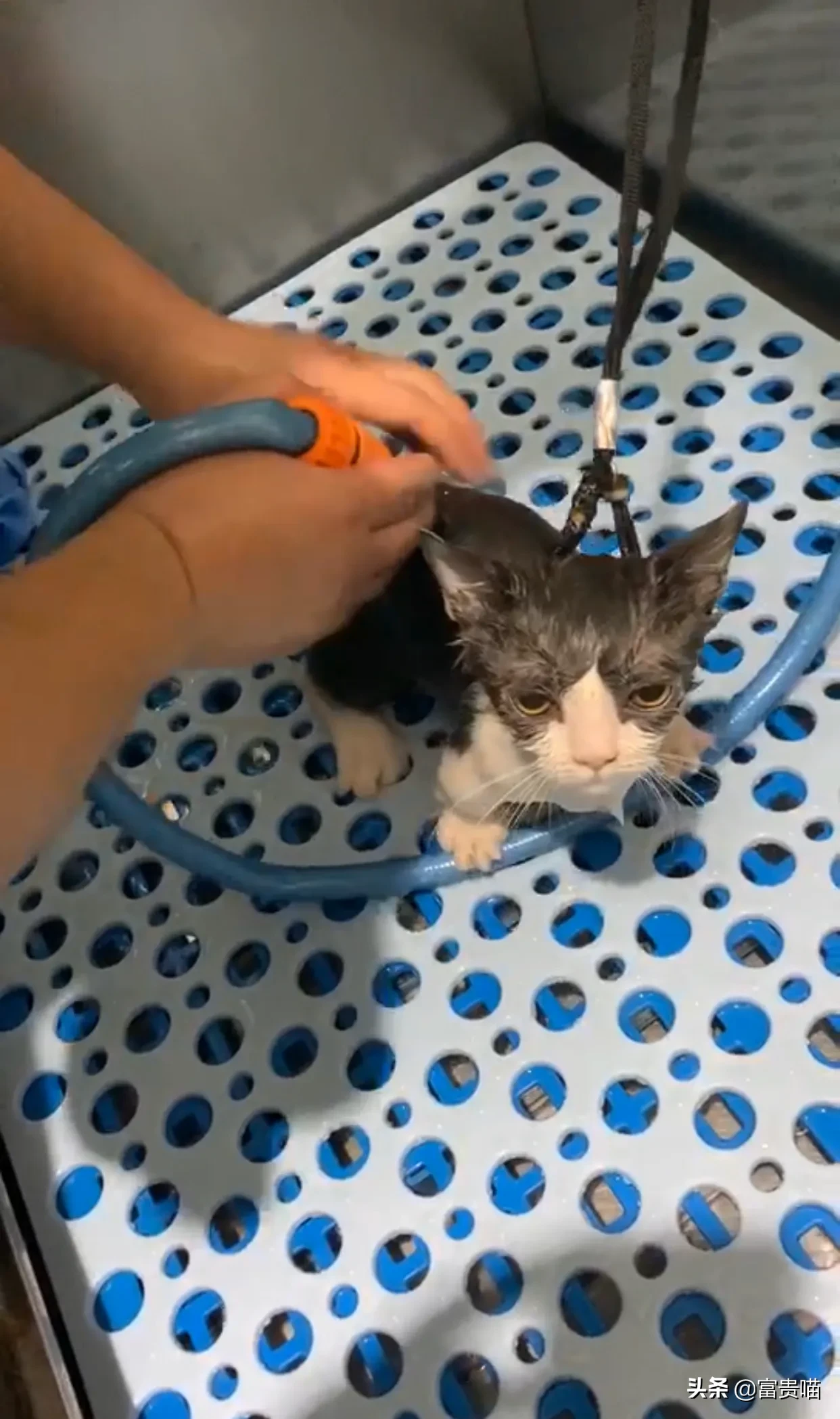 多久给猫咪洗一次澡猫咪洗澡攻略 快来看，这有一只爱玩水的猫，他居然爱上了洗澡