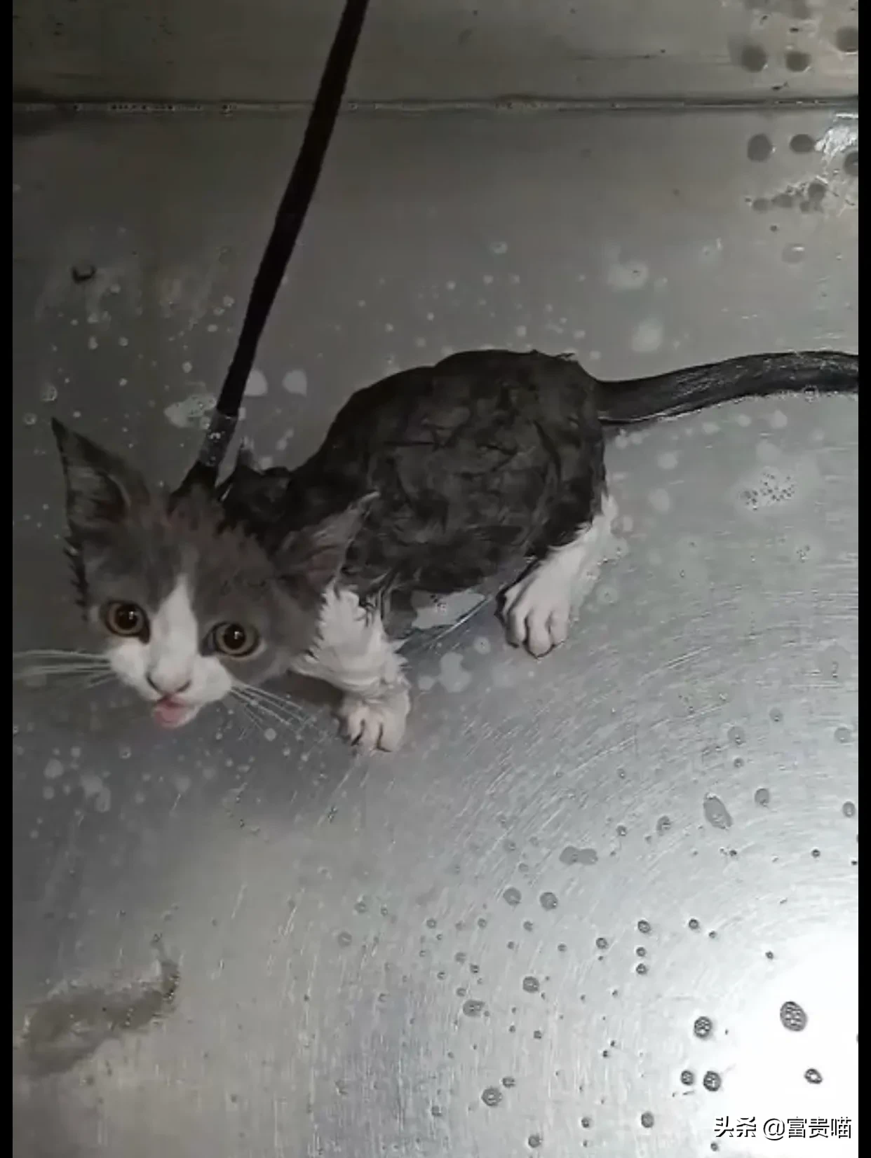 多久给猫咪洗一次澡猫咪洗澡攻略 快来看，这有一只爱玩水的猫，他居然爱上了洗澡