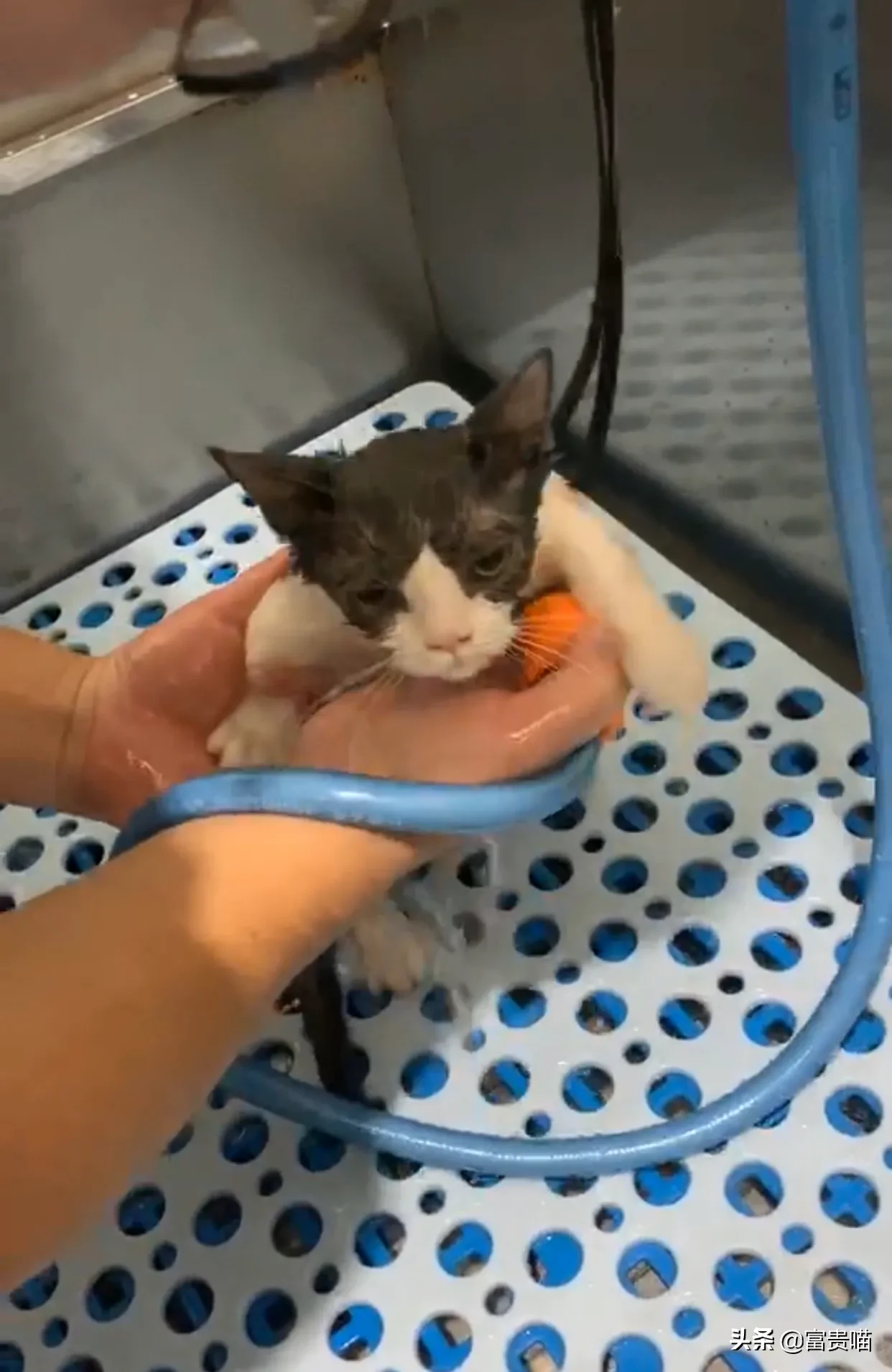多久给猫咪洗一次澡猫咪洗澡攻略 快来看，这有一只爱玩水的猫，他居然爱上了洗澡