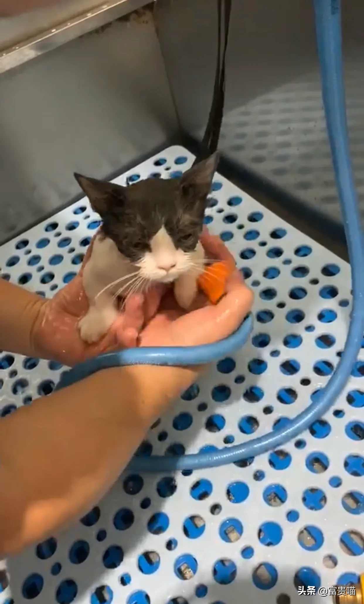 多久给猫咪洗一次澡猫咪洗澡攻略 快来看，这有一只爱玩水的猫，他居然爱上了洗澡