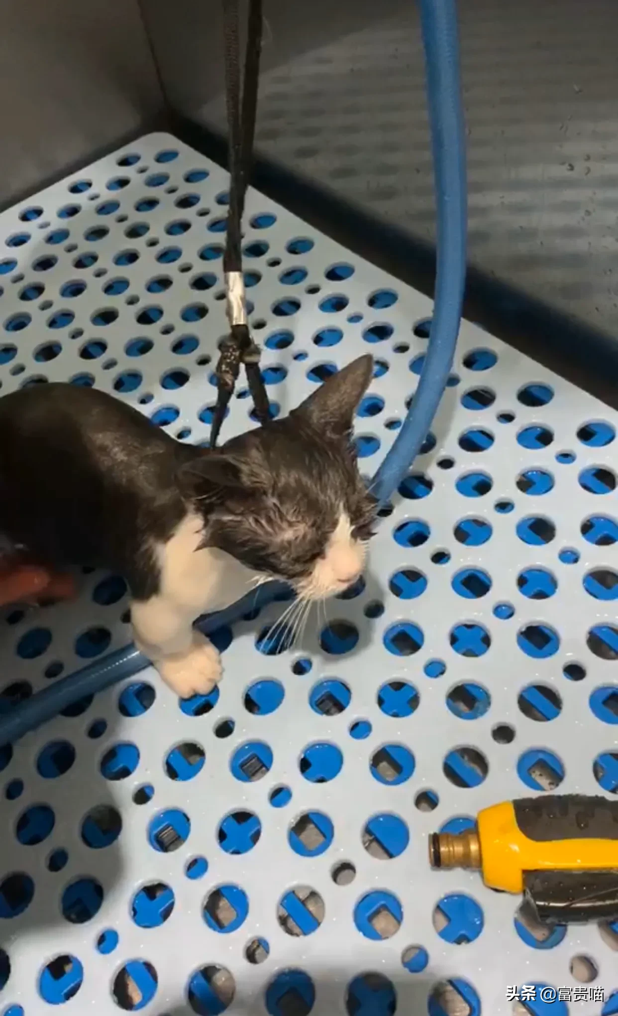 多久给猫咪洗一次澡猫咪洗澡攻略 快来看，这有一只爱玩水的猫，他居然爱上了洗澡