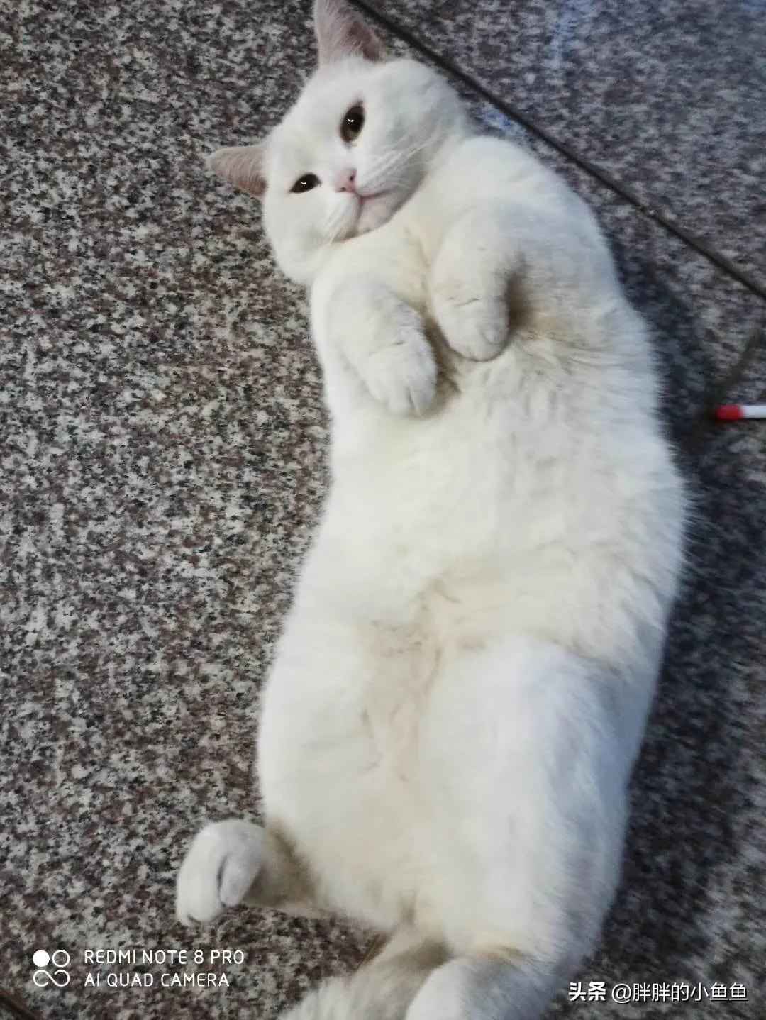 沈阳养猫多少钱一只 沈阳头条来说说养猫的那些事