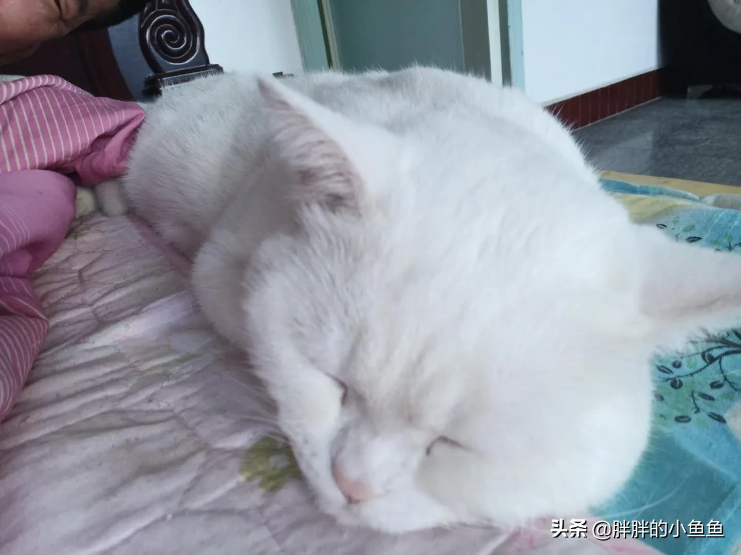 沈阳养猫多少钱一只 沈阳头条来说说养猫的那些事