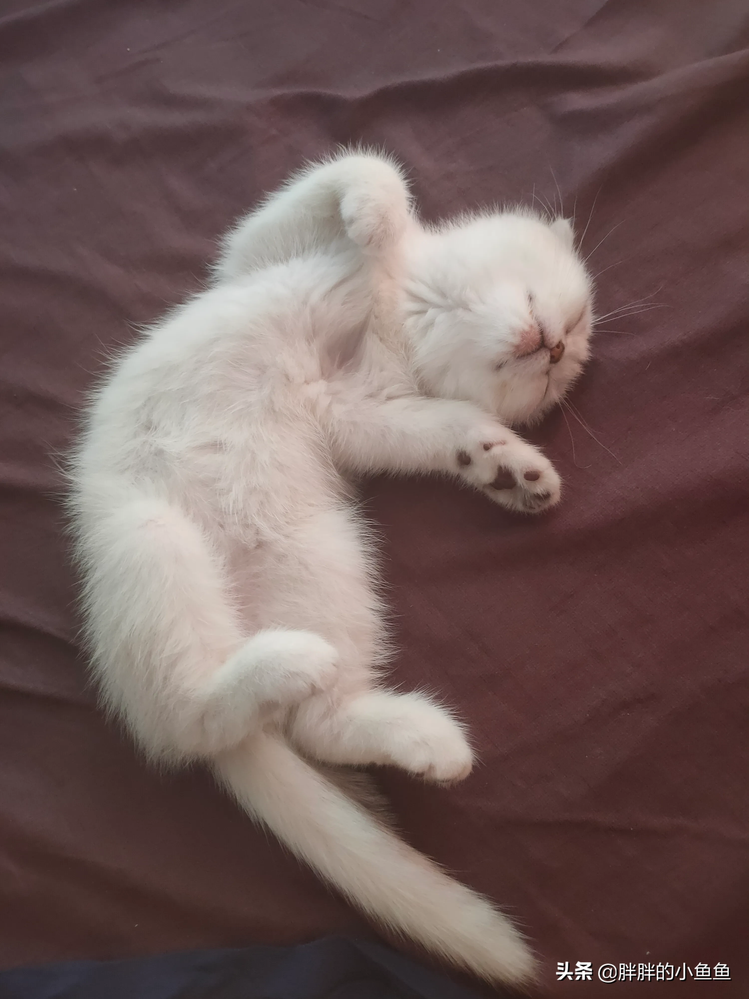 沈阳养猫多少钱一只 沈阳头条来说说养猫的那些事