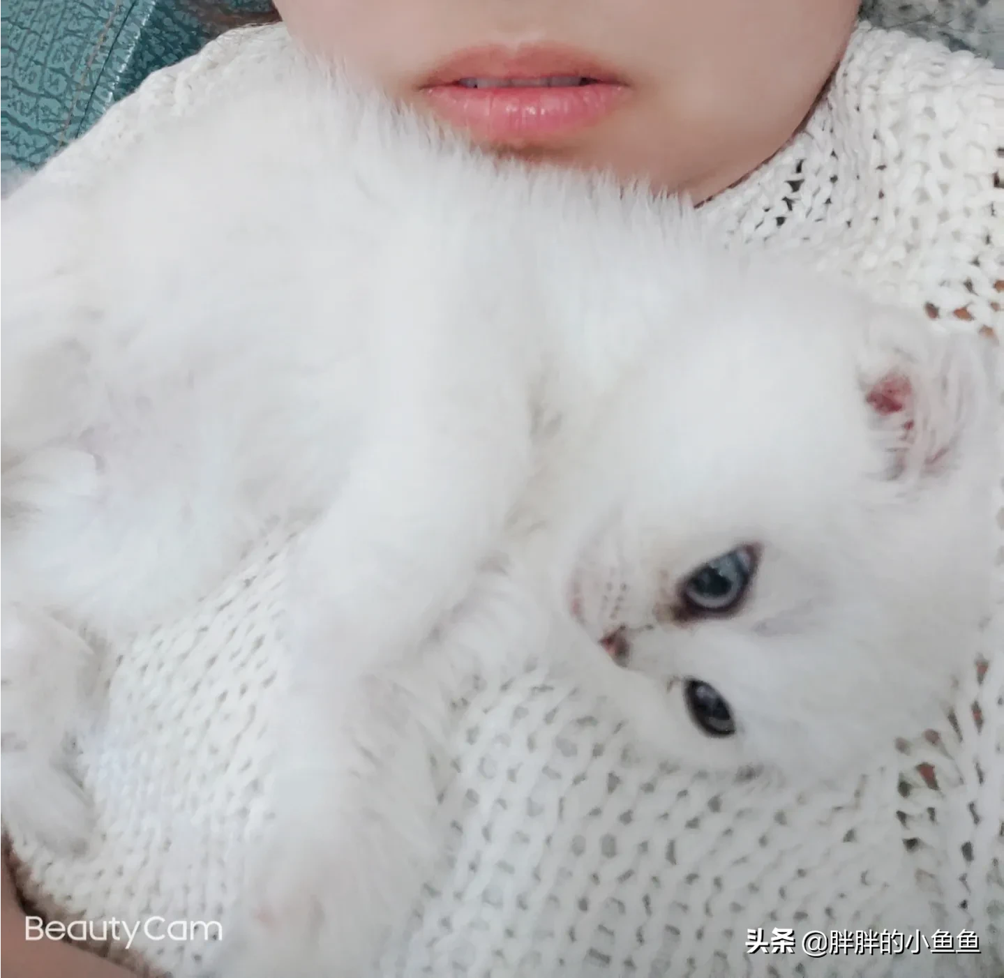 沈阳养猫多少钱一只 沈阳头条来说说养猫的那些事