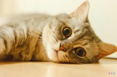 含猫癣注意事项 一条的抗猫癣记录