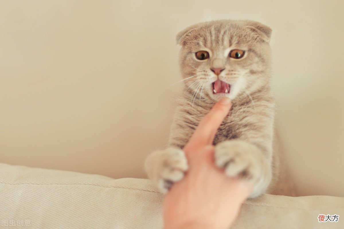 含猫癣注意事项 一条的抗猫癣记录