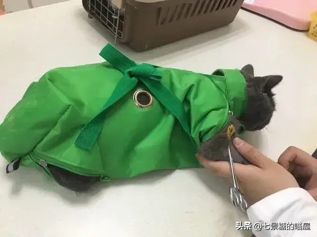 有小伙伴留言说自己家猫咪得了猫癣，很努力的治疗，猫咪非但没有好转还有严重迹象