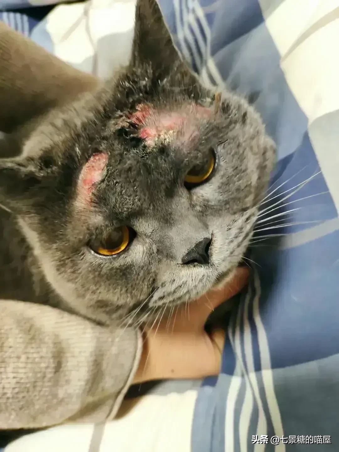 有小伙伴留言说自己家猫咪得了猫癣，很努力的治疗，猫咪非但没有好转还有严重迹象