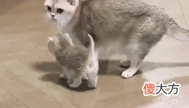 有小伙伴留言说自己家猫咪得了猫癣，很努力的治疗，猫咪非但没有好转还有严重迹象