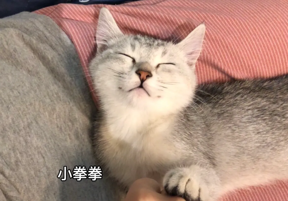 猫猫的养猫经验 最近自己养了一只猫猫，是新手养猫