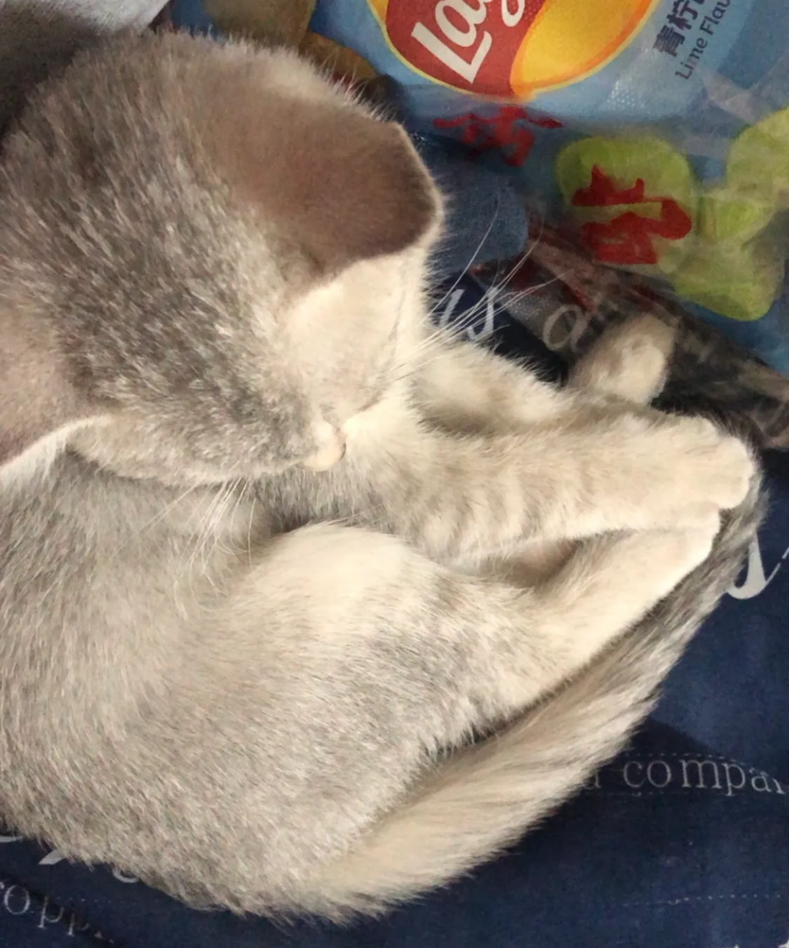猫猫的养猫经验 最近自己养了一只猫猫，是新手养猫