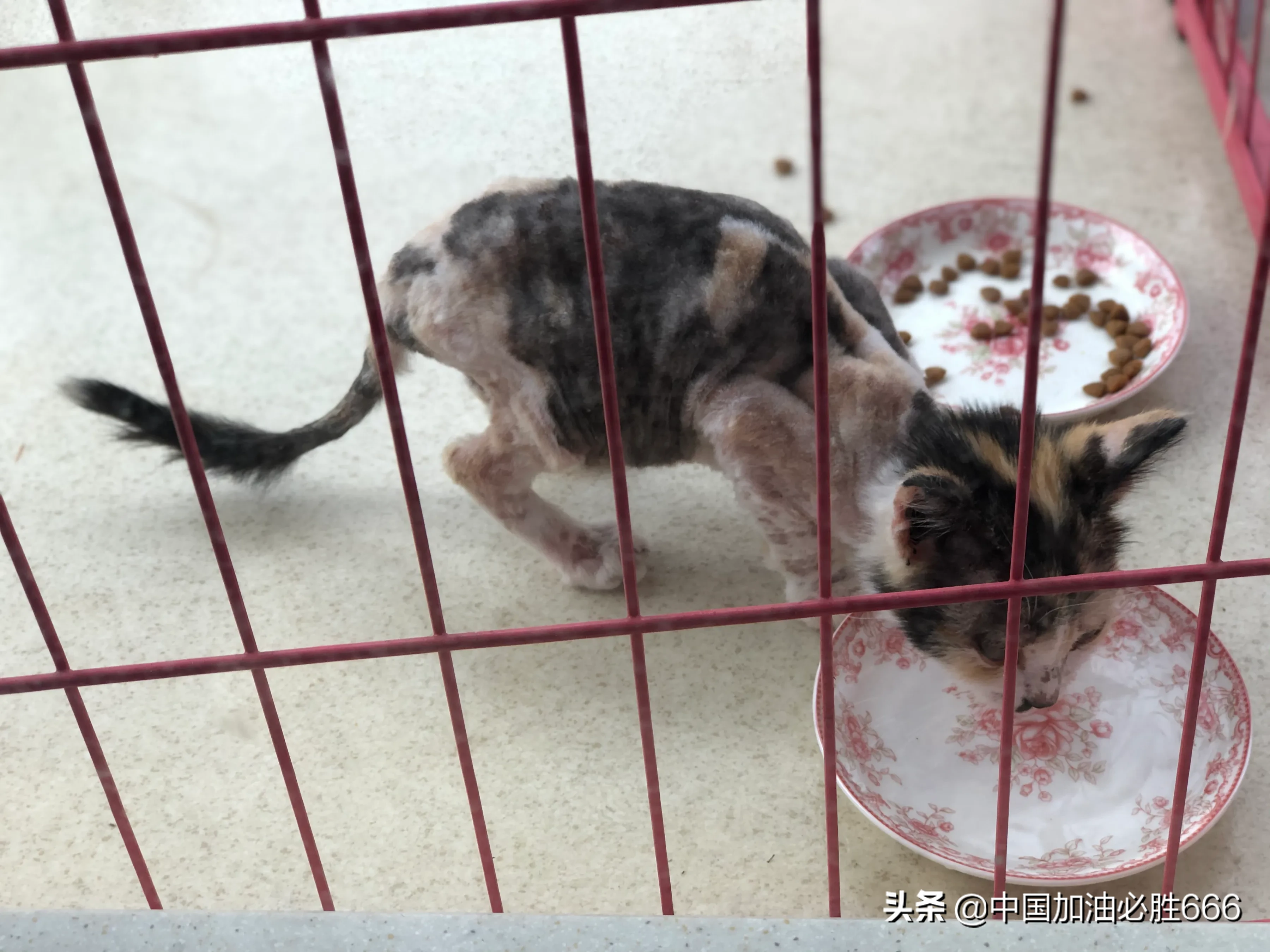 送孩子上学回来在路边看见了一只小猫咪，瘦的皮包骨，在舔地上的脏东西,我走过去