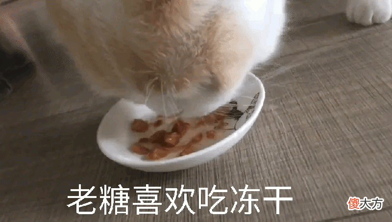 猫咪应该喂什么怎么养 经常有朋友问我平时都给猫咪吃啥，怎么喂养一只健康的猫咪？这个