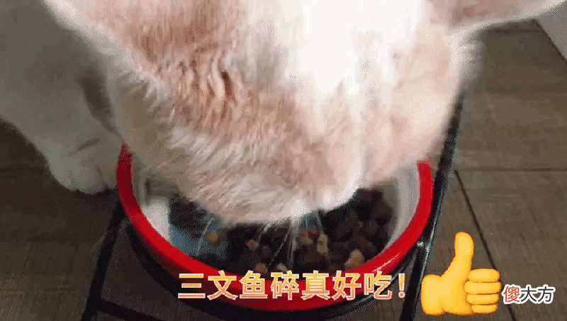 猫咪应该喂什么怎么养 经常有朋友问我平时都给猫咪吃啥，怎么喂养一只健康的猫咪？这个