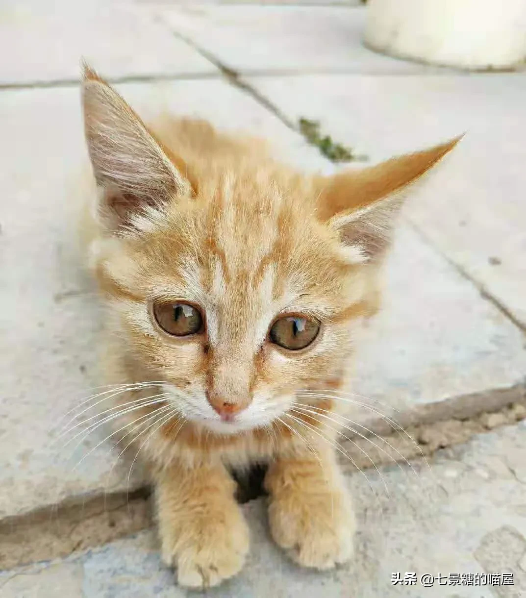 猫咪应该喂什么怎么养 经常有朋友问我平时都给猫咪吃啥，怎么喂养一只健康的猫咪？这个