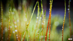晶莹剔透的春雨诗词 关于春雨诗词