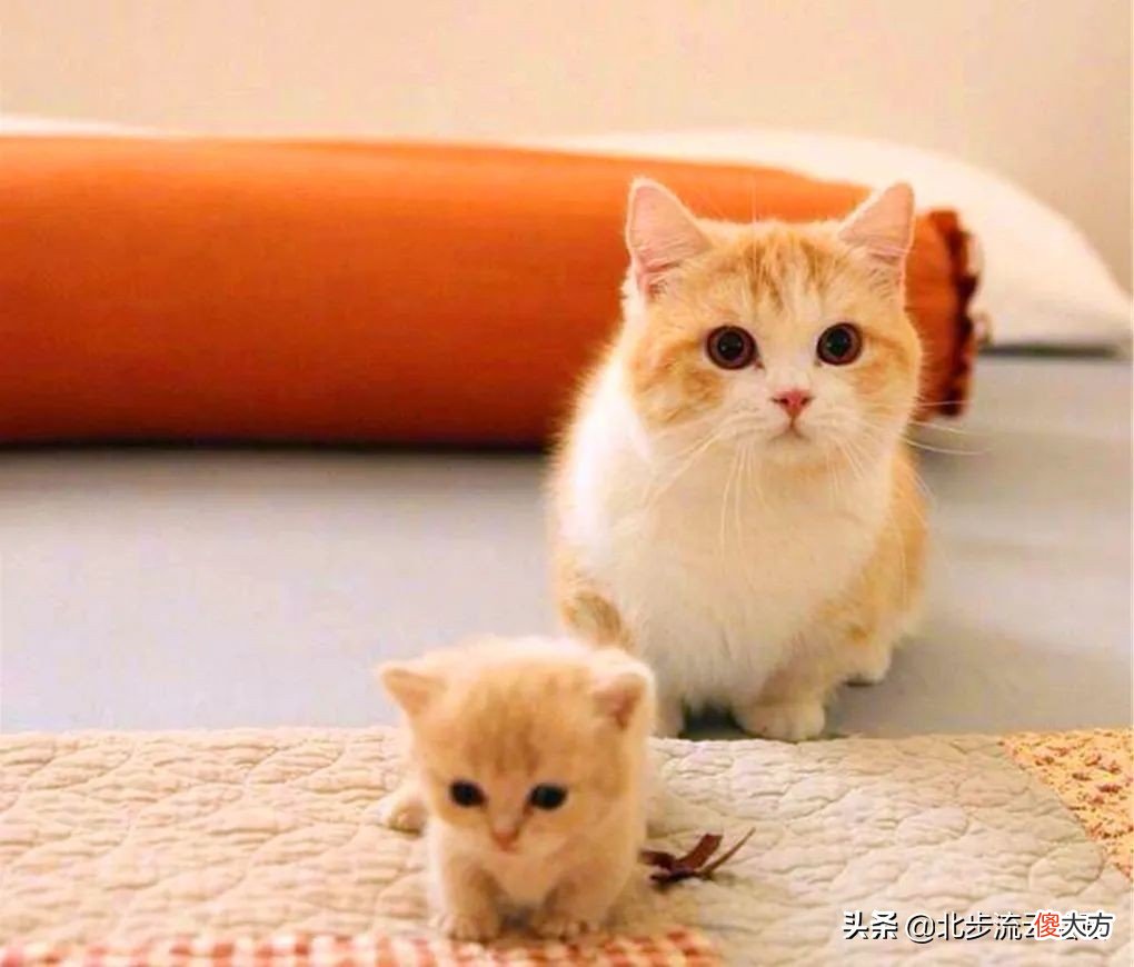 可爱的小猫简笔画 画一个可爱的小猫简笔画