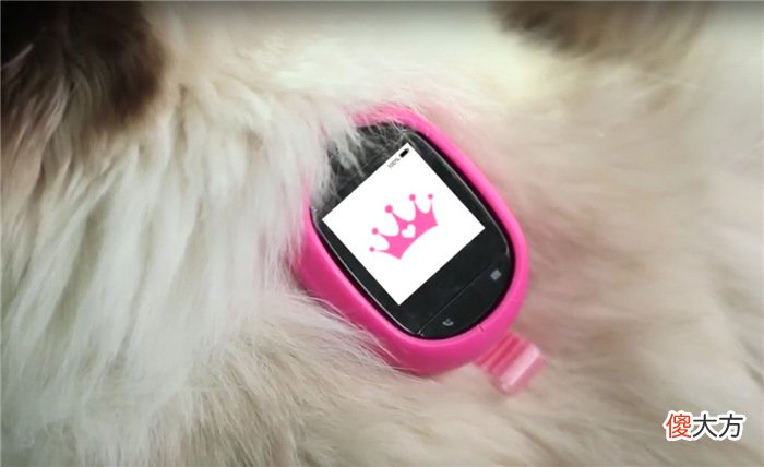 给宠物用的智能手机 猫咪用什么手机好