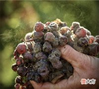 干红葡萄酒颜色是不是越红越好? 红葡萄酒酒龄最长的颜色