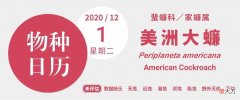 北方的蟑螂是普通怪 北方是什么蟑螂