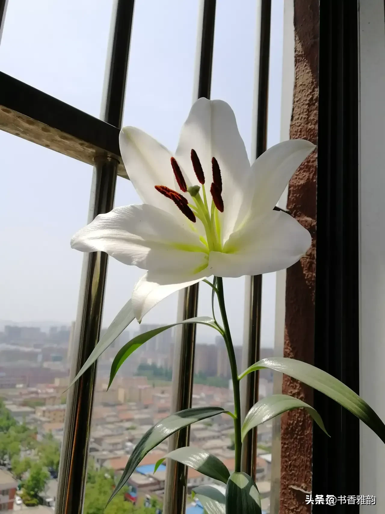 好久没回新家了，家里阳台上的花老公说他浇水了就不要我问了,昨天下午我去收拾新家