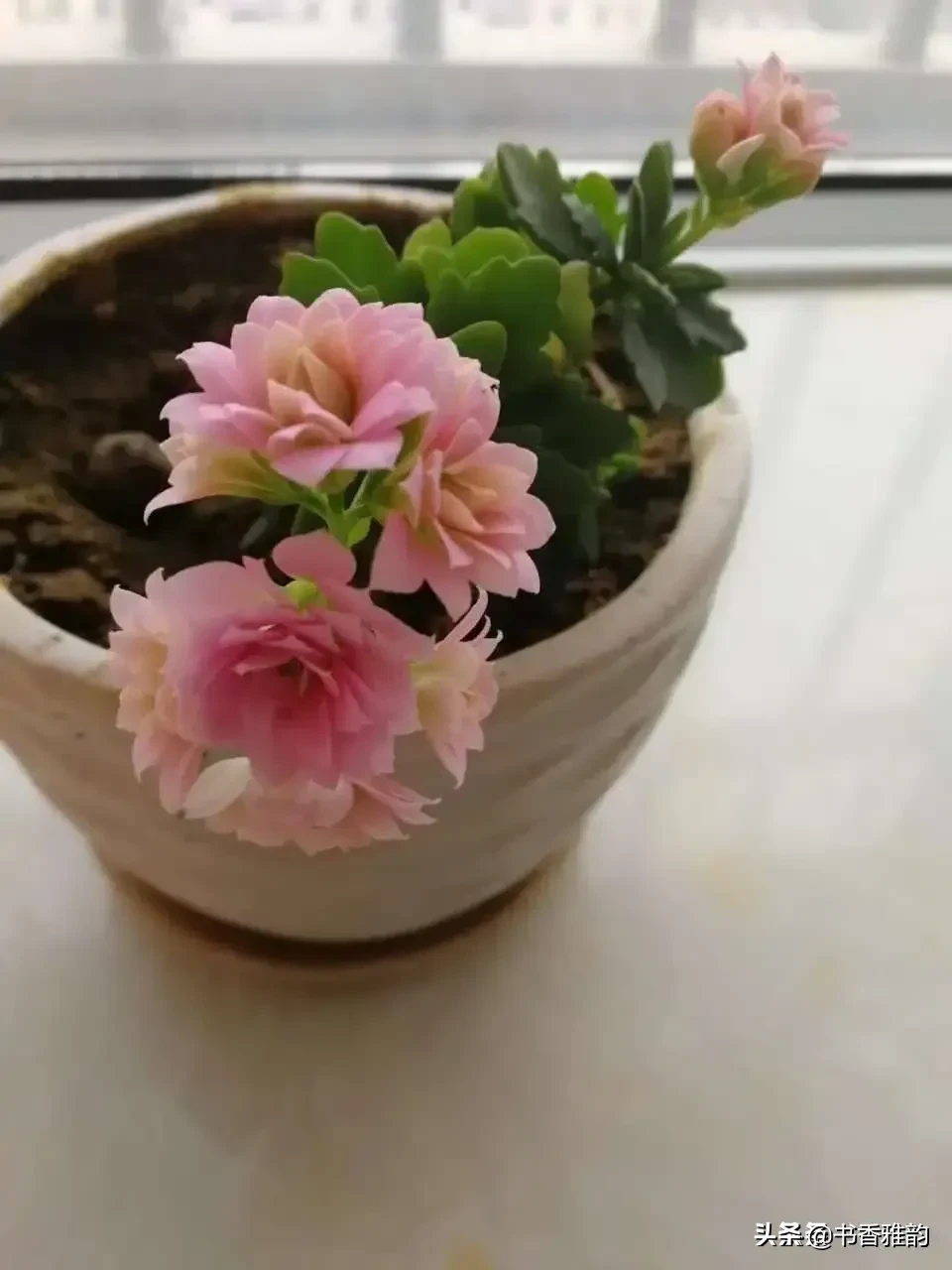 好久没回新家了，家里阳台上的花老公说他浇水了就不要我问了,昨天下午我去收拾新家