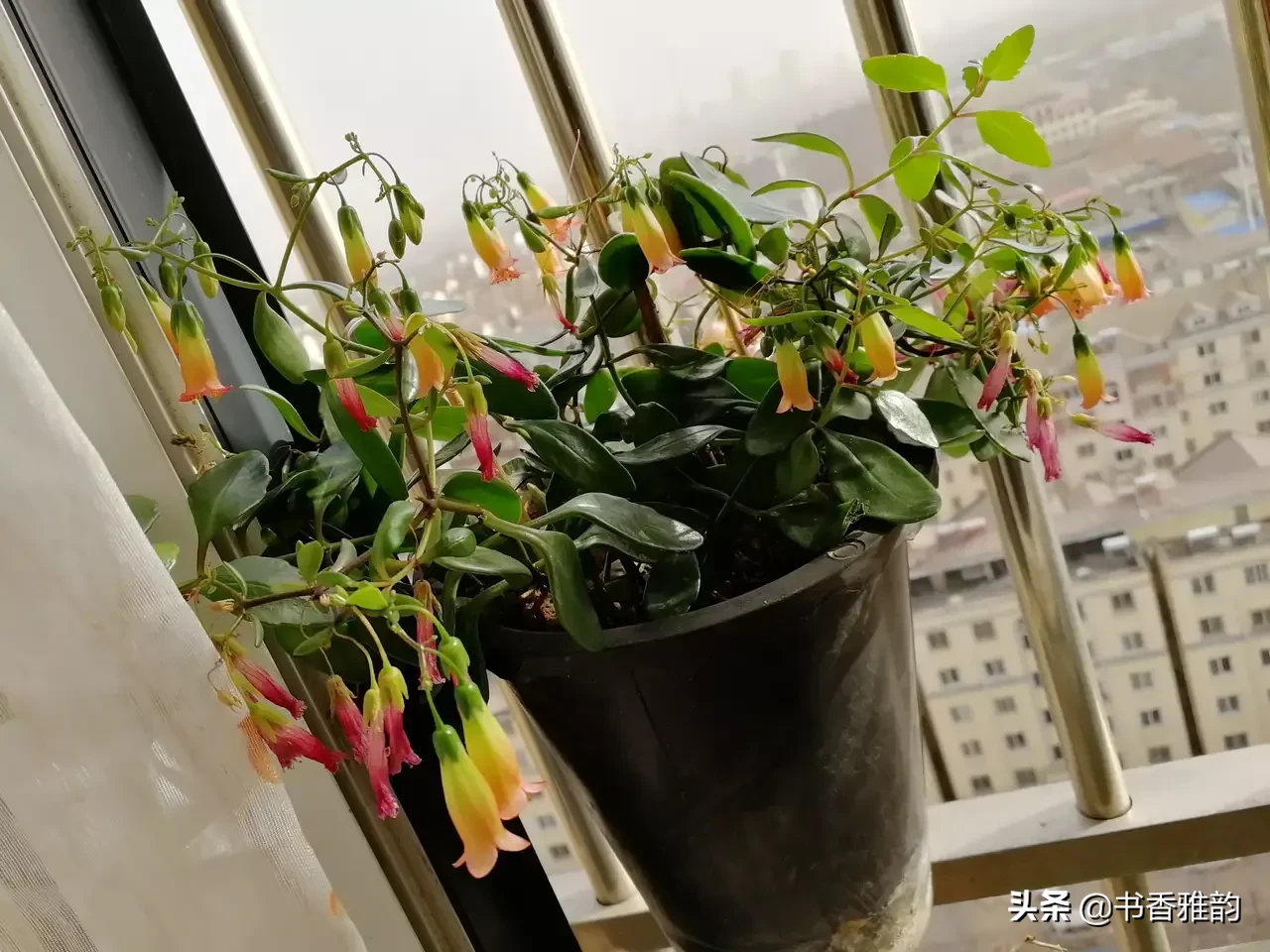 好久没回新家了，家里阳台上的花老公说他浇水了就不要我问了,昨天下午我去收拾新家
