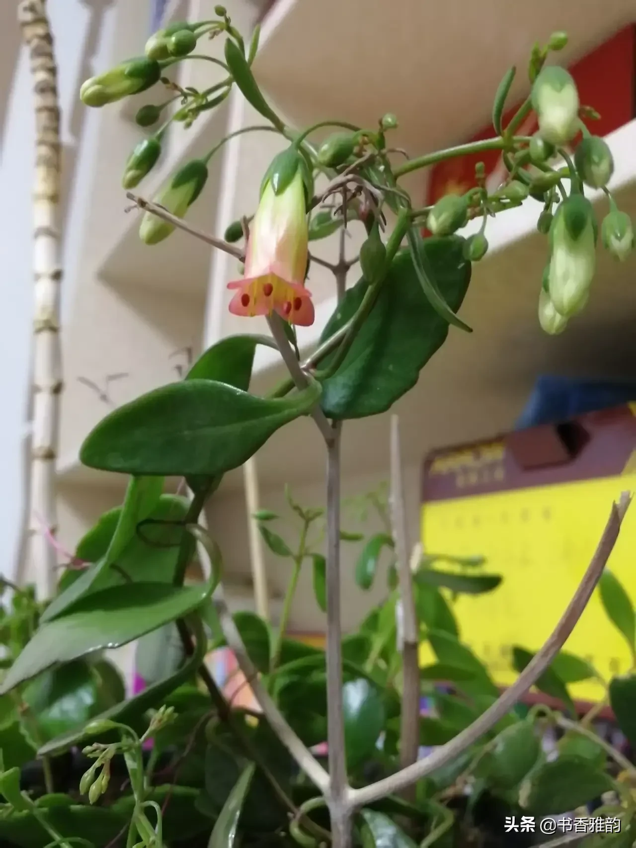 好久没回新家了，家里阳台上的花老公说他浇水了就不要我问了,昨天下午我去收拾新家